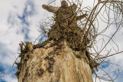 A tall, lifeless tree devoid of leaves and with stark, bare branches rises .. Foto stock