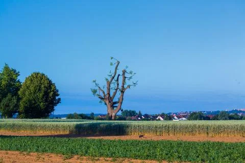 Tall lime tree on the field Stock Photos