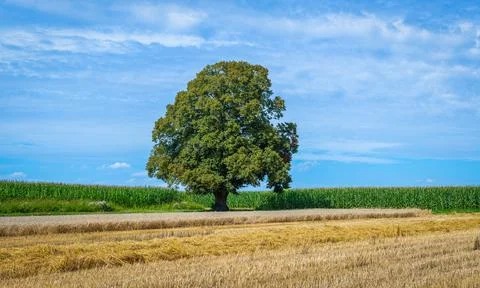 Tall limetree with fields Stock Photos