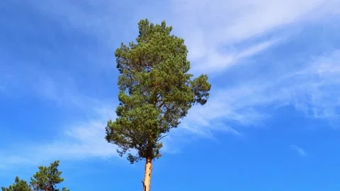 A tall lonely pine tree Stock-Footage 213511279