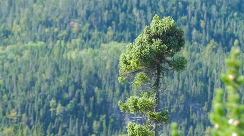 Tall lonely tree waving in the wind with dense green forest in the background Stock-Footage 62420252