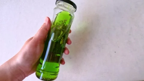 A tall long clear bottle of green liquid tincture of Icelandic moss Stock Footage 310053527