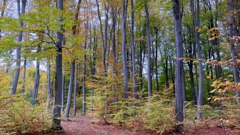 Tall long trunks of trees in the forest Stock Footage 219362736