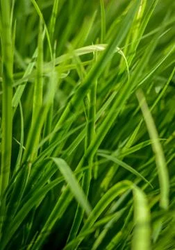 Tall lush grass background 库存照片