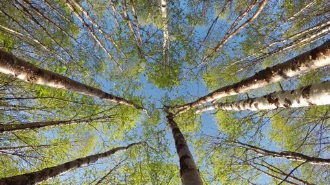 Tall lush green birch trees swaying in light summer breeze, low angle view Stock Footage 79088923