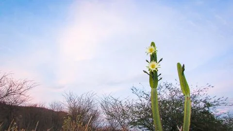 Tall mandacaru cactus displaying two beautiful white flowers against a soft.. Stock Photos
