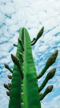 Tall mandacaru cactus showcasing multiple green flower buds under a vibrant.. Stock Photos