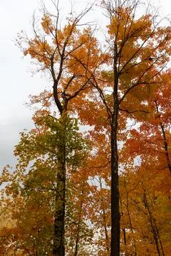 Tall maple trees with vibrant orange leaves against overcast sky Fotos Stock
