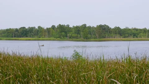 Tall Marsh Grass Swaying in Front of Running Cape Fear River Stock Footage 247279224