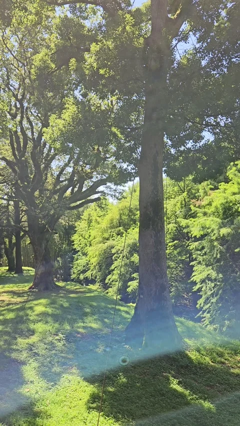 Tall mature tree rises from a sunlit grassy mound amid lush woodland, with soft Stock Footage 344886440