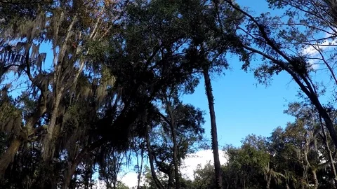 Tall mature trees draped with Spanish Moss in the southeastern US Stock Footage 100290170