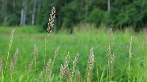 Tall meadow grass with fluffy seed heads swaying in breeze Vidéo 333568530