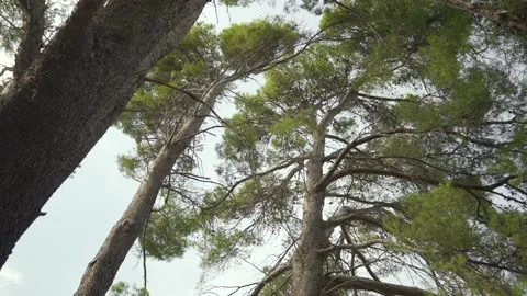 Tall Mediterranean pine trees from below Stock Footage 160987906