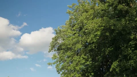 A tall mighty green tree and a blue sky with curly white clouds. Stock Footage 199794286