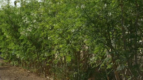 Tall Moringa trees in the wind Stockbeeldmateriaal 111384312