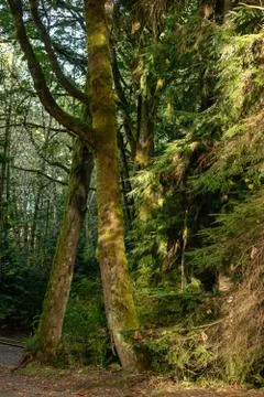 Tall mossy pine trees at the edge of path Stock Photos
