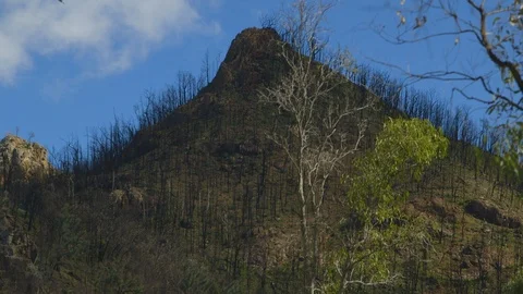 A tall mountain filled with dry trees Stock Footage 107232591