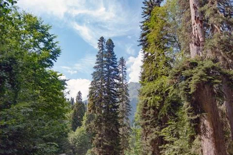 Tall mountain trees Stock Photos