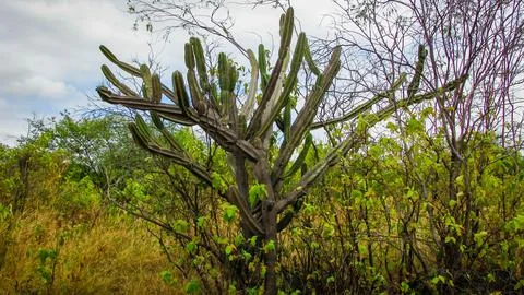 A tall, multi-stemmed cactus stands prominently amidst green shrubs and dry.. Stock Photos