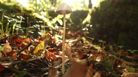 Tall mushroom in sunlight Stock Footage 224954688