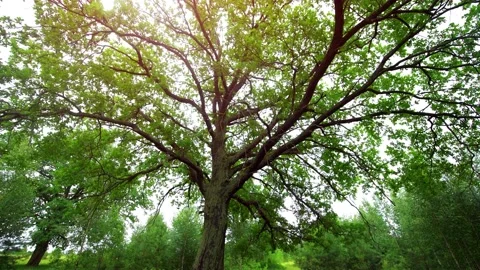 Tall oak tree with broad branches, standing on edge of forest Stock Footage 147621290