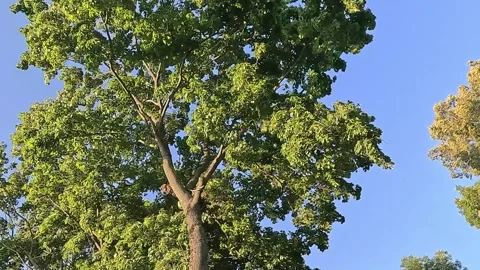 Tall oak tree moving gently in warm summer breeze Video stock 314310941