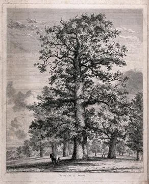 A tall oak tree (Quercus robur L.) sheltering a horse in Fredville Park. Et.. Stock Illustration