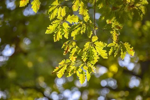 Tall oak tree in the rays of the sun in a mountain forest Stock Photos