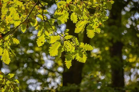 Tall oak tree in the rays of the sun in a mountain forest Stock Photos