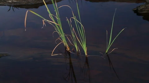 Tall Ocean Grass in Tide Pool, Water Stock Footage 40432049