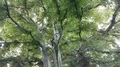 Tall old beech tree tilt down in sunny botanic garden of Brunswick 4k 4k or 4k+ Resolution