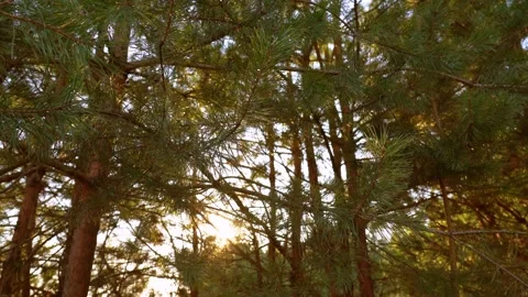 Tall old green pine tree branches isolated on sunny sunset sky backdrop Stock Footage 155075891