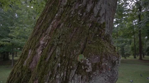Tall old moss covered trees in a city park Vidéo 108305175