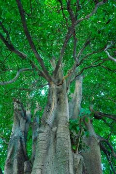 Tall old tree with green canopy seen from below Stock Photos