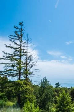 A tall old tree, towering over the rest of the trees Stock Photos