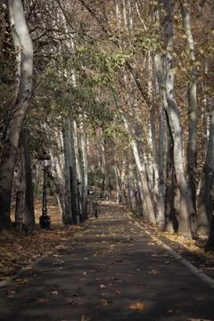 Tall, old trees, most of which are old plane trees, are in the area Stock Photos