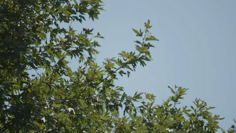 Tall Old World sycamore tree under blue sky 4K video Stock Footage 202185656
