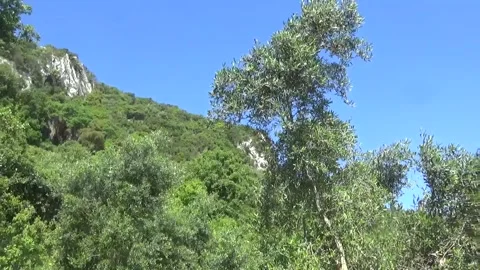 Tall olive trees in the mountains Stock-Footage 309982271