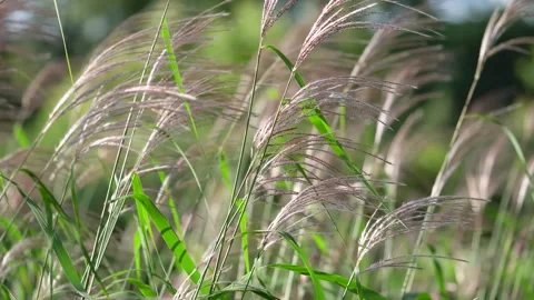 Tall Ornamental Grass Blowing in the Wind Stock Footage 346729718