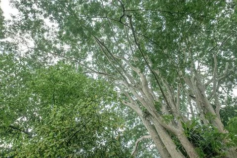 Tall pale tree trunks under a tropical canopy Stock Photos