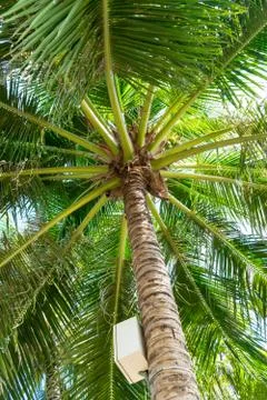 Tall palm with switch box and big green leaves Stock Photos