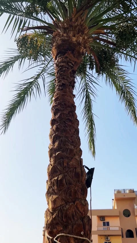 Tall palm tree against clear blue sky in urban setting Stock Footage 309846326