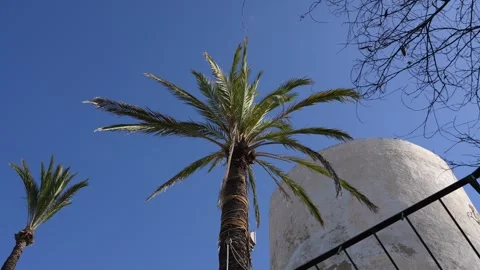 Tall Palm Tree and White Dome Against Clear Blue Sky 스톡 동영상 346926157