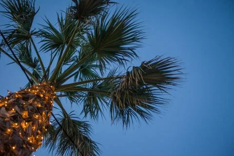 Tall Palm Tree in Angle View under Blue Sky. Tiny LED Lights Glittering Wrap Stock Photos
