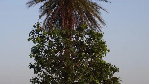 Tall Palm Tree Behind Broadleaf Tree Stock Footage 326158902