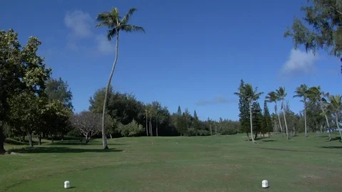 Tall palm tree blows in the wind on golf course Video stock 125340895