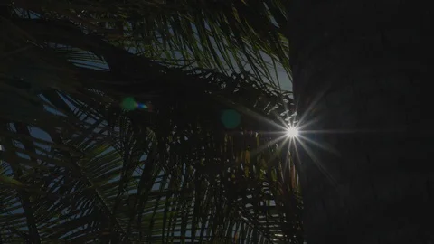 Tall palm tree with branches blocking bright sun 01 Video stock 100611641