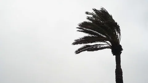 Tall palm tree during strong wind with rain. Stock Footage 123547384