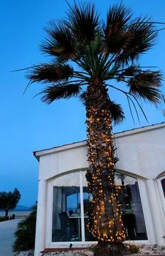Tall palm tree in front of a white building under a deep blue twilight sky Stock Photos