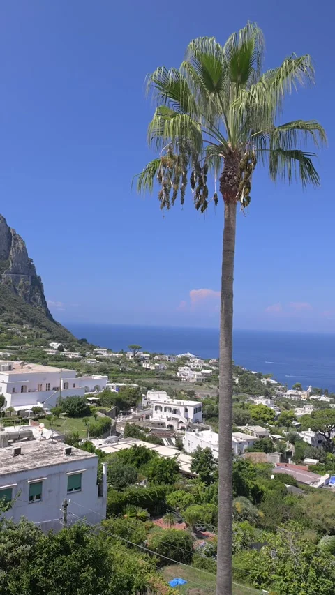 Tall Palm Tree Overlooking Coastal Village on Capri Italy Stock Footage 345505105
